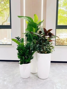 体验奉化绿植租赁设计，享受绿色带来的美好